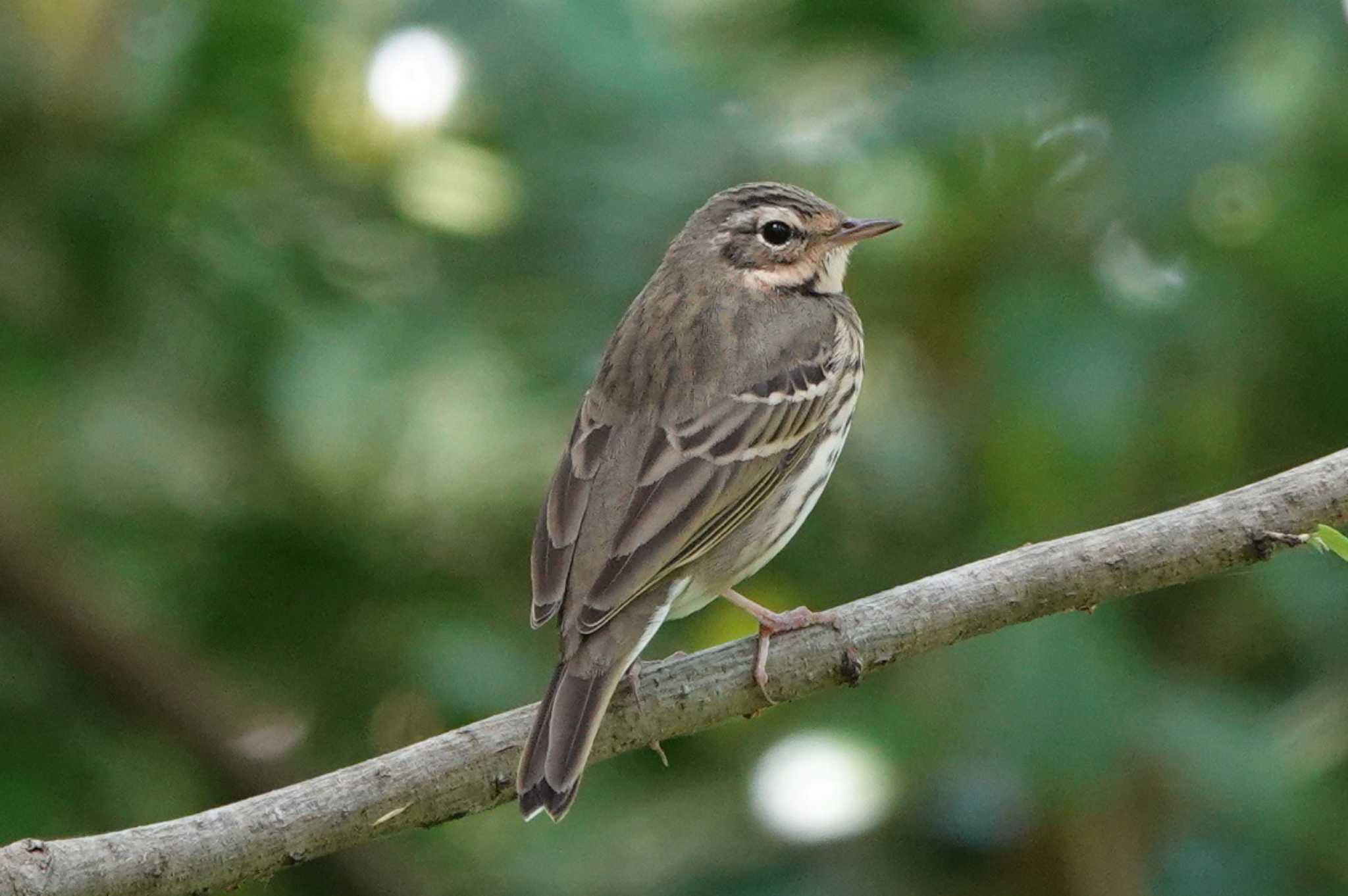 Photo of Olive-backed Pipit at 祖父江ワイルドネイチャー緑地 by 里川