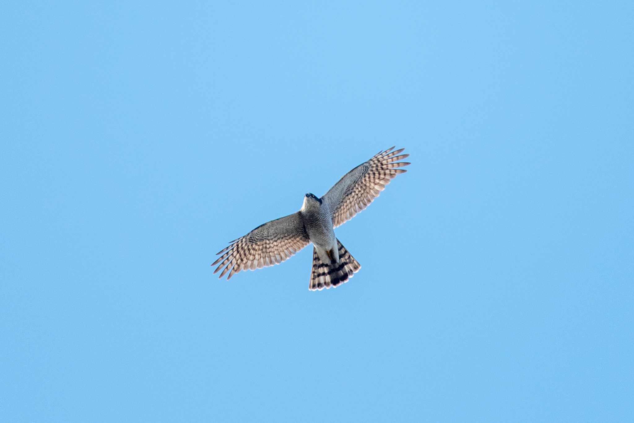 Photo of Eurasian Goshawk at Akashi Park by ときのたまお