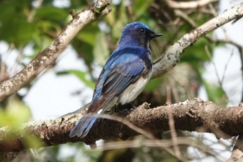 Blue-and-white Flycatcher 養老公園 Fri, 4/19/2024