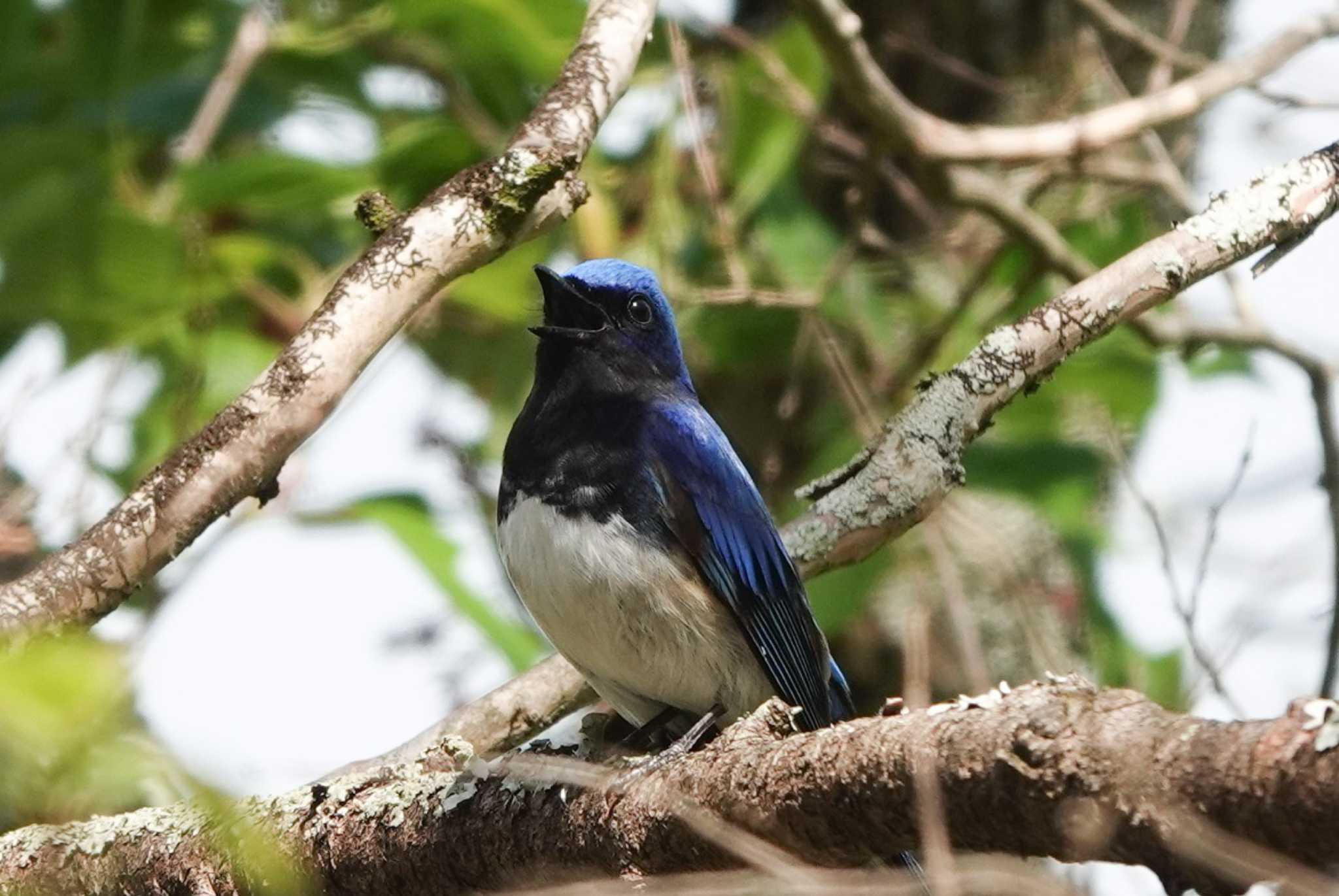 Photo of Blue-and-white Flycatcher at 養老公園 by 里川