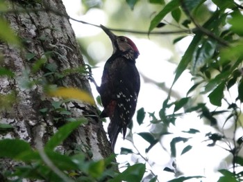 White-backed Woodpecker(owstoni) Amami Island(General) Wed, 4/17/2024