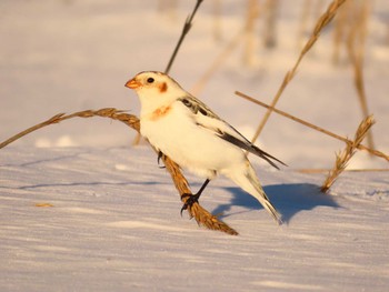 Snow Bunting 鵡川河口 Sun, 1/28/2024