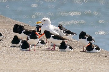 ミヤコドリ ふなばし三番瀬海浜公園 2024年4月19日(金)