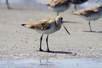 Bar-tailed Godwit Sambanze Tideland Fri, 4/19/2024