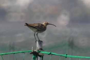 チュウシャクシギ ふなばし三番瀬海浜公園 2024年4月19日(金)