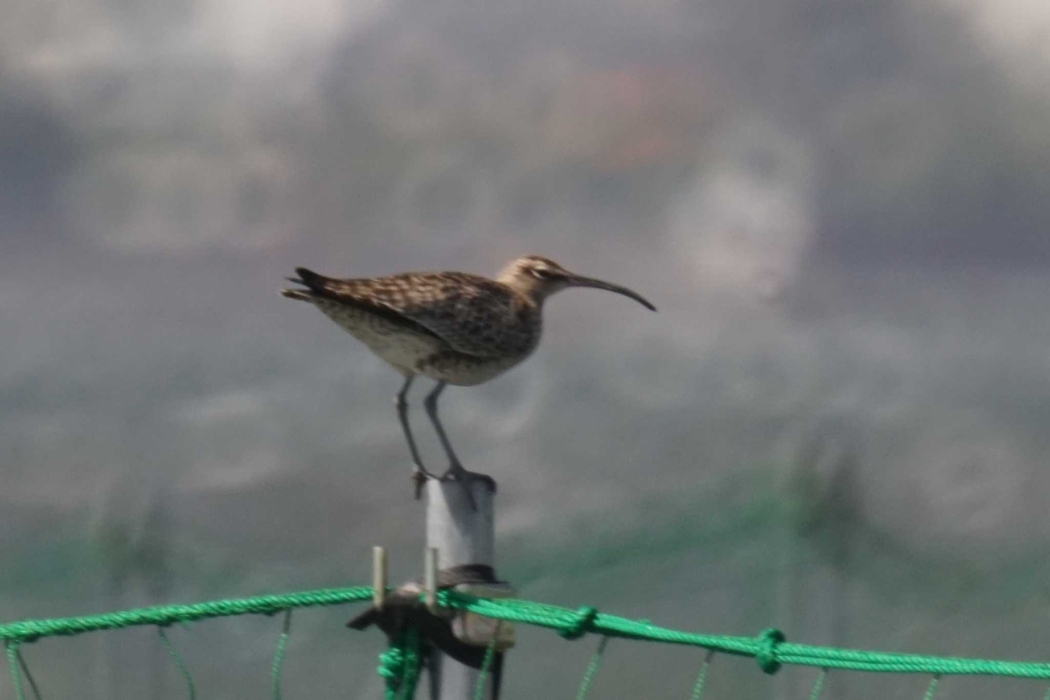 Photo of Eurasian Whimbrel at Sambanze Tideland by sinbesax