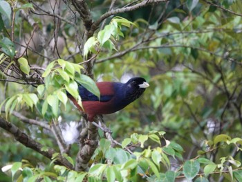 Lidth's Jay Amami Island(General) Wed, 4/17/2024