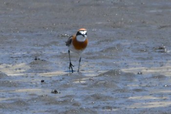 Siberian Sand Plover Sambanze Tideland Mon, 4/15/2024