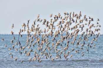 ハマシギ ふなばし三番瀬海浜公園 2024年4月13日(土)