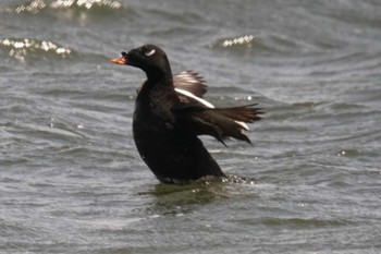 ビロードキンクロ ふなばし三番瀬海浜公園 2024年4月19日(金)