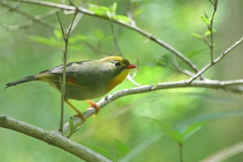 ソウシチョウ 多摩市 2024年4月19日(金)