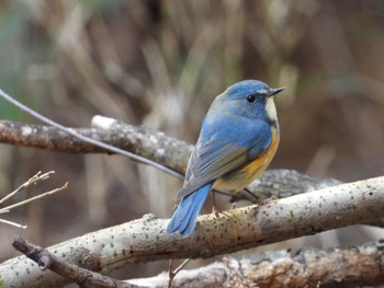 Red-flanked Bluetail 桐生自然観察の森 Sat, 2/17/2024