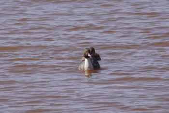 Northern Pintail 石狩 茨戸川 Sun, 4/7/2024