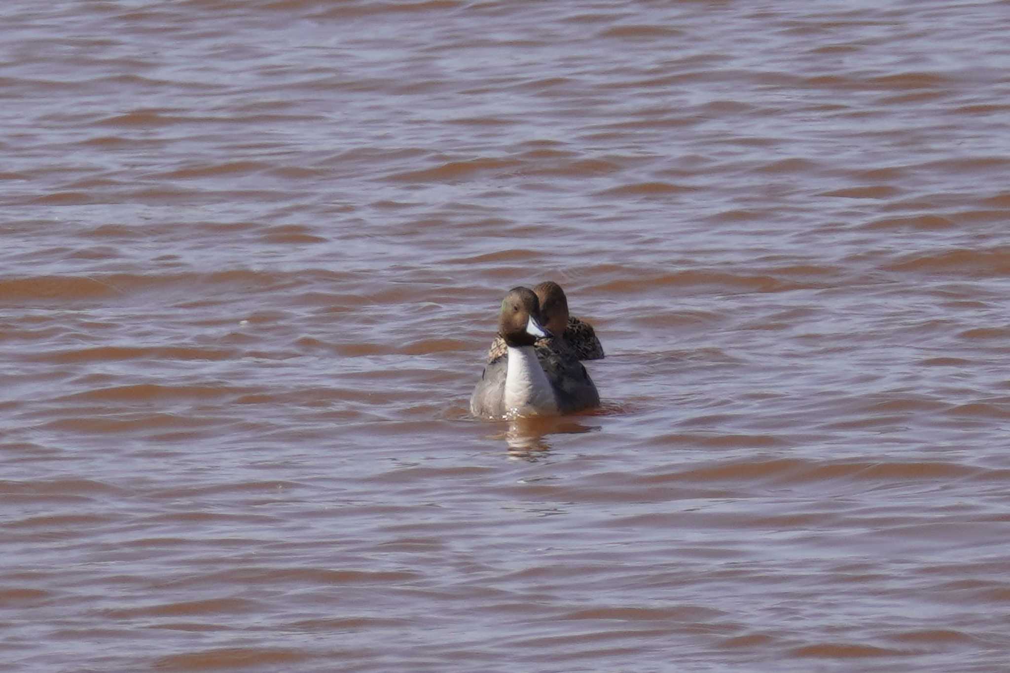 Photo of Northern Pintail at 石狩 茨戸川 by くまちん