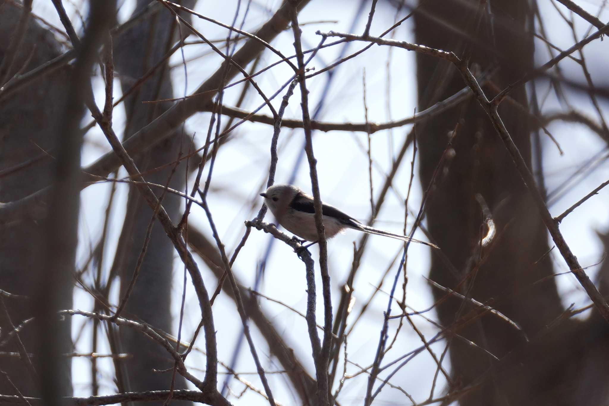 Photo of Long-tailed tit(japonicus) at 石狩 茨戸川 by くまちん