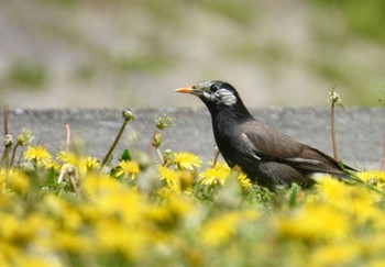 White-cheeked Starling 庄内緑地公園 Fri, 4/19/2024