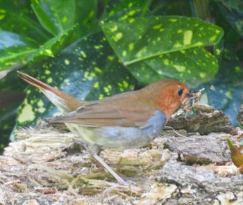 Japanese Robin 庄内緑地公園 Fri, 4/19/2024