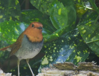 Japanese Robin 庄内緑地公園 Fri, 4/19/2024