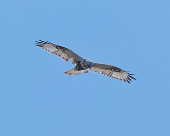 Rough-legged Buzzard 群馬県 Sat, 3/16/2024