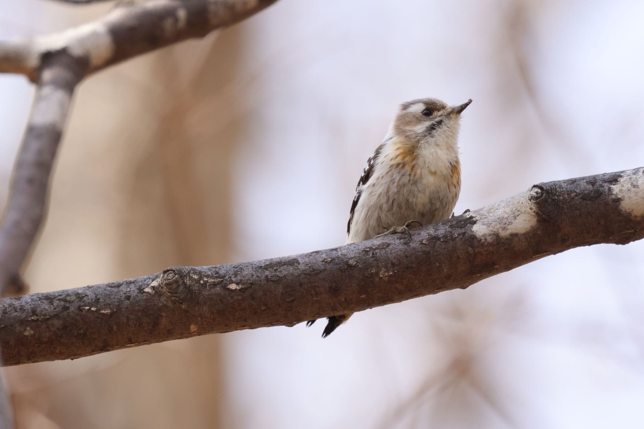 Japanese Pygmy Woodpecker