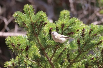 Goldcrest Nishioka Park Fri, 4/19/2024