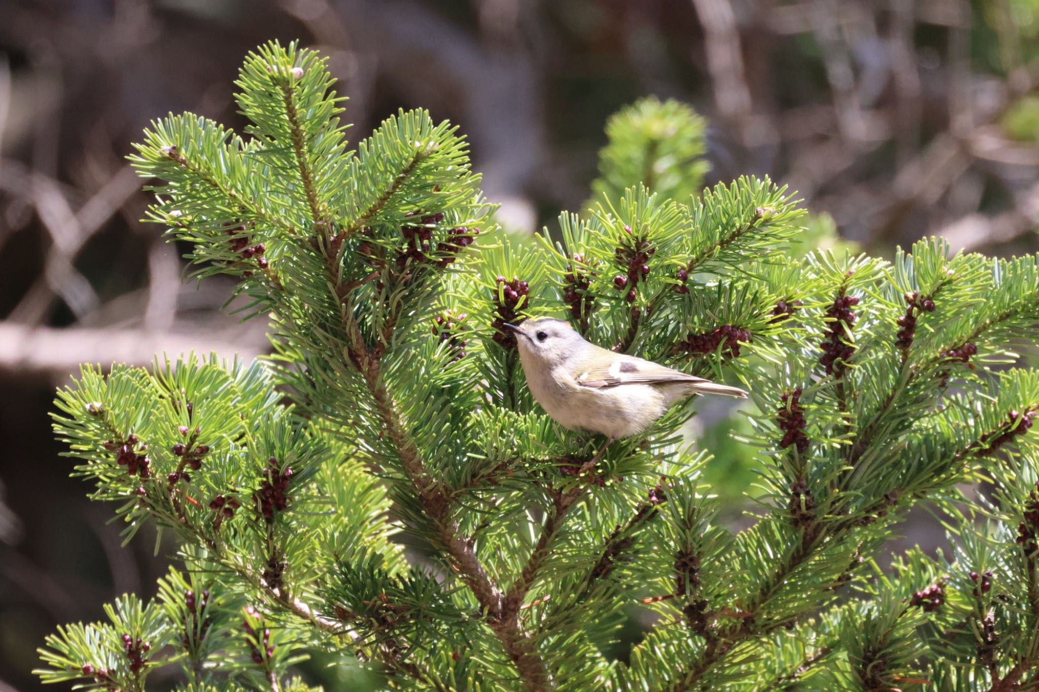 Goldcrest