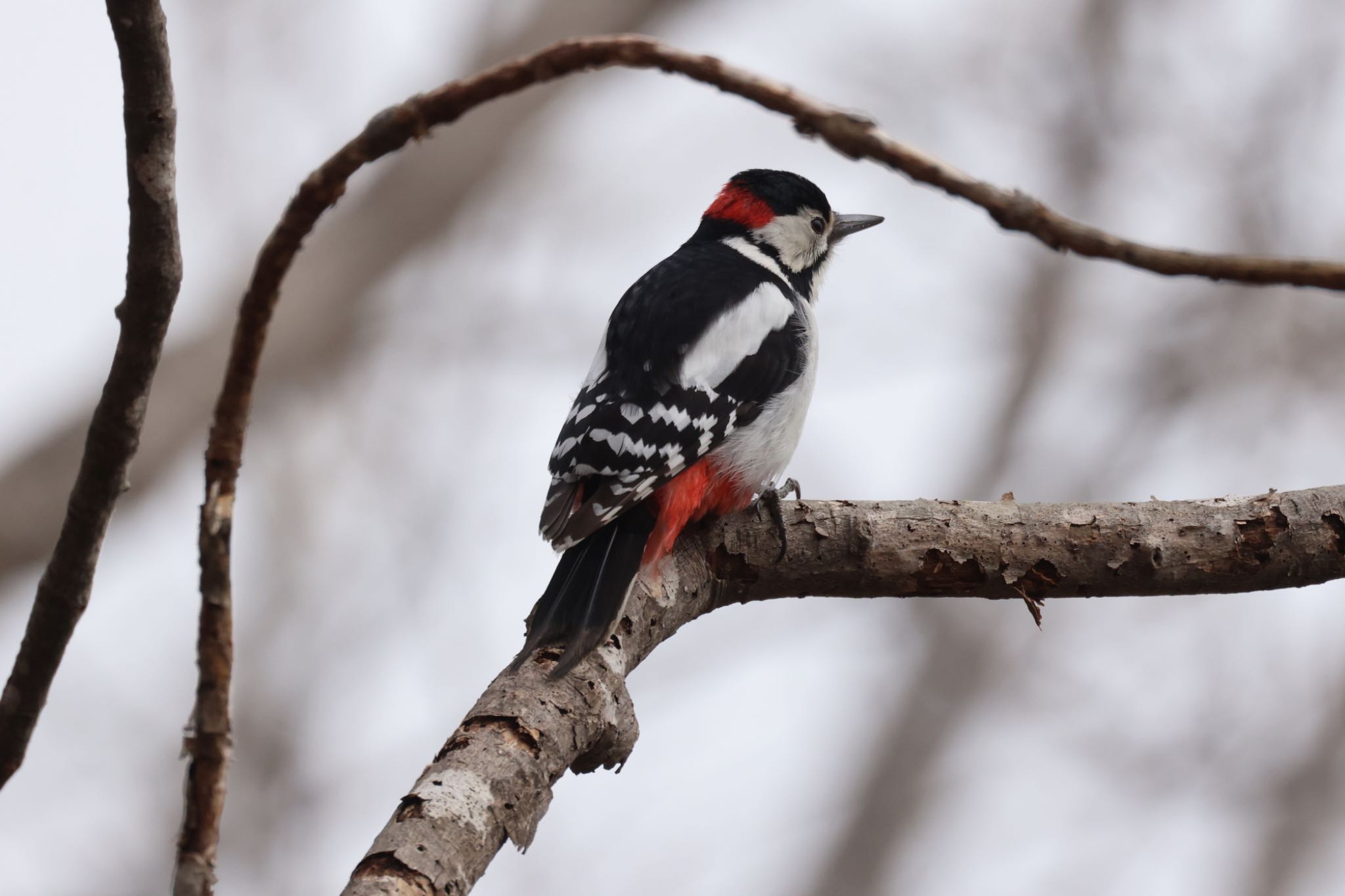 Photo of Great Spotted Woodpecker at Nishioka Park by will 73