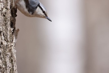 Eurasian Nuthatch Nishioka Park Fri, 4/19/2024