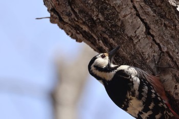 White-backed Woodpecker Nishioka Park Fri, 4/19/2024