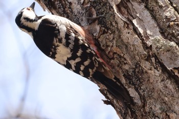 White-backed Woodpecker Nishioka Park Fri, 4/19/2024