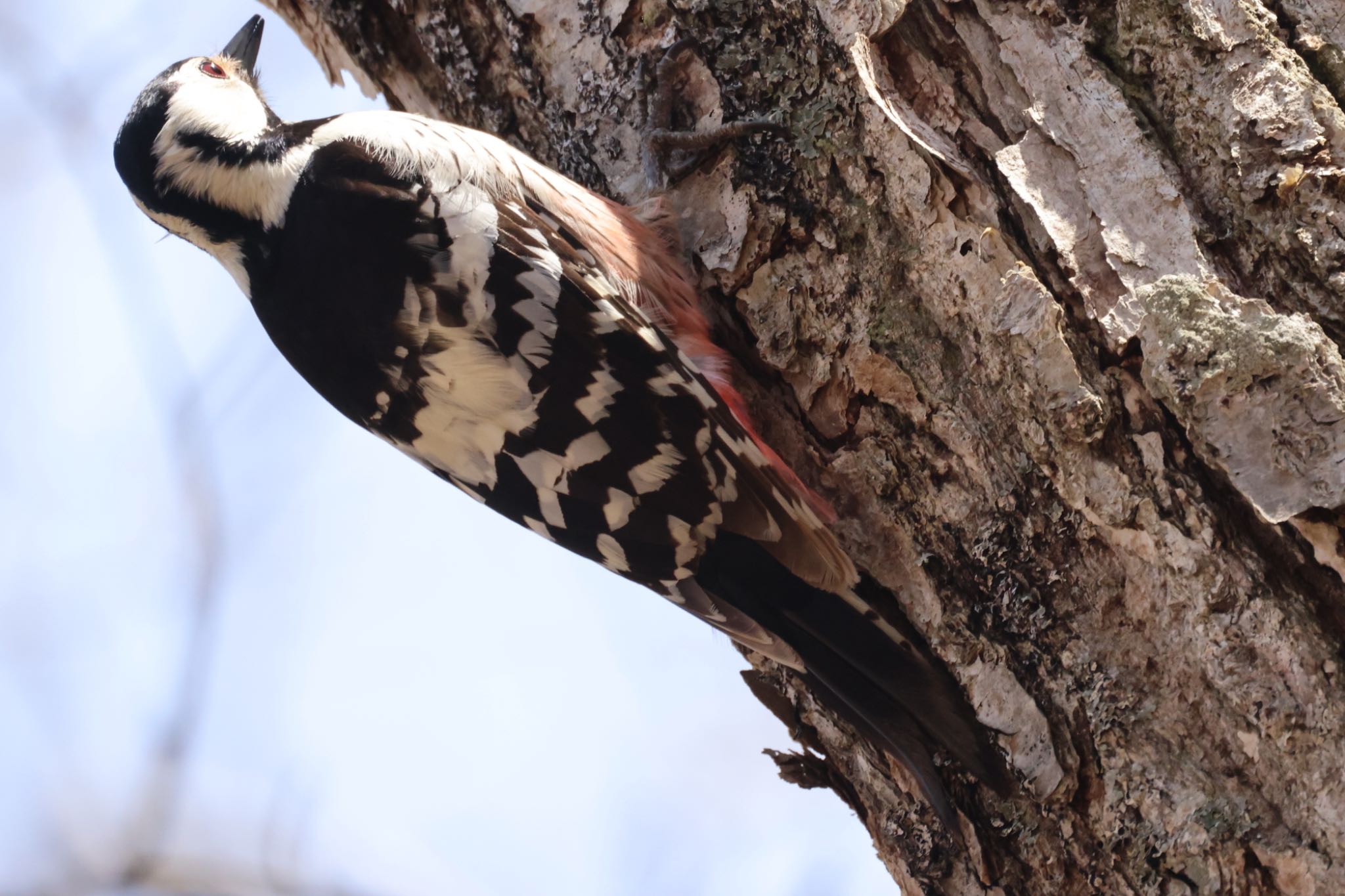 Photo of White-backed Woodpecker at Nishioka Park by will 73