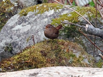 Eurasian Wren 二口渓谷 Fri, 4/19/2024