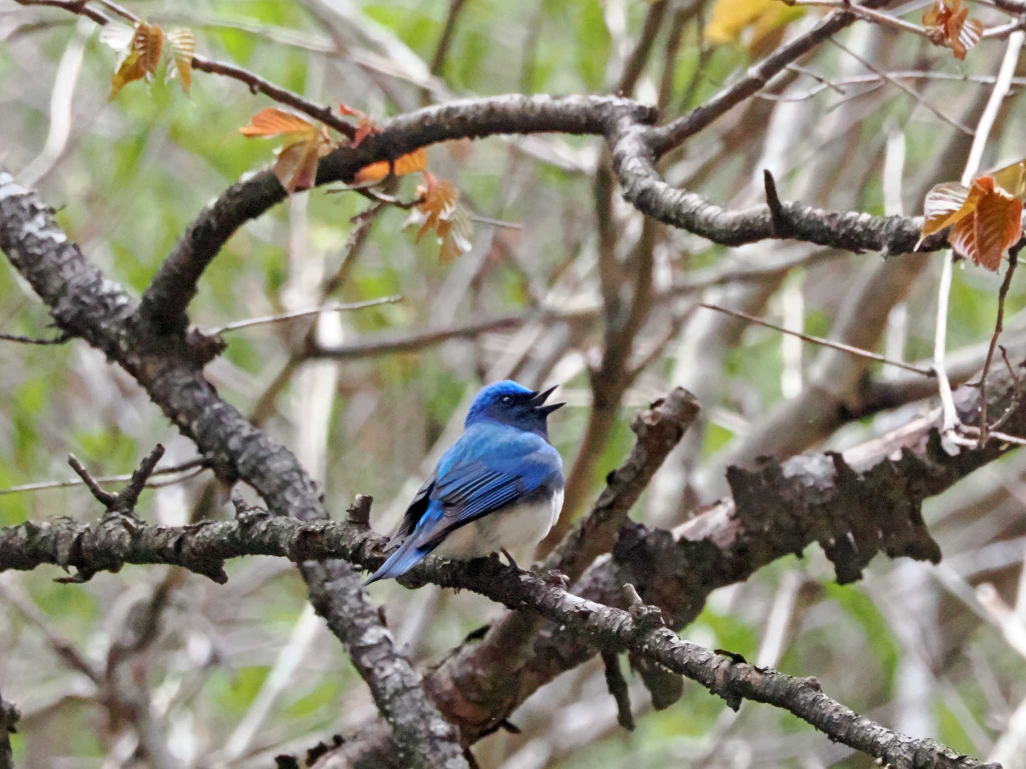 Photo of Blue-and-white Flycatcher at 二口渓谷 by ぴーさん