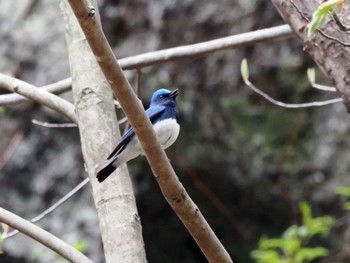 Blue-and-white Flycatcher 二口渓谷 Fri, 4/19/2024