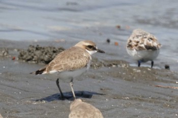 Siberian Sand Plover Sambanze Tideland Fri, 4/19/2024