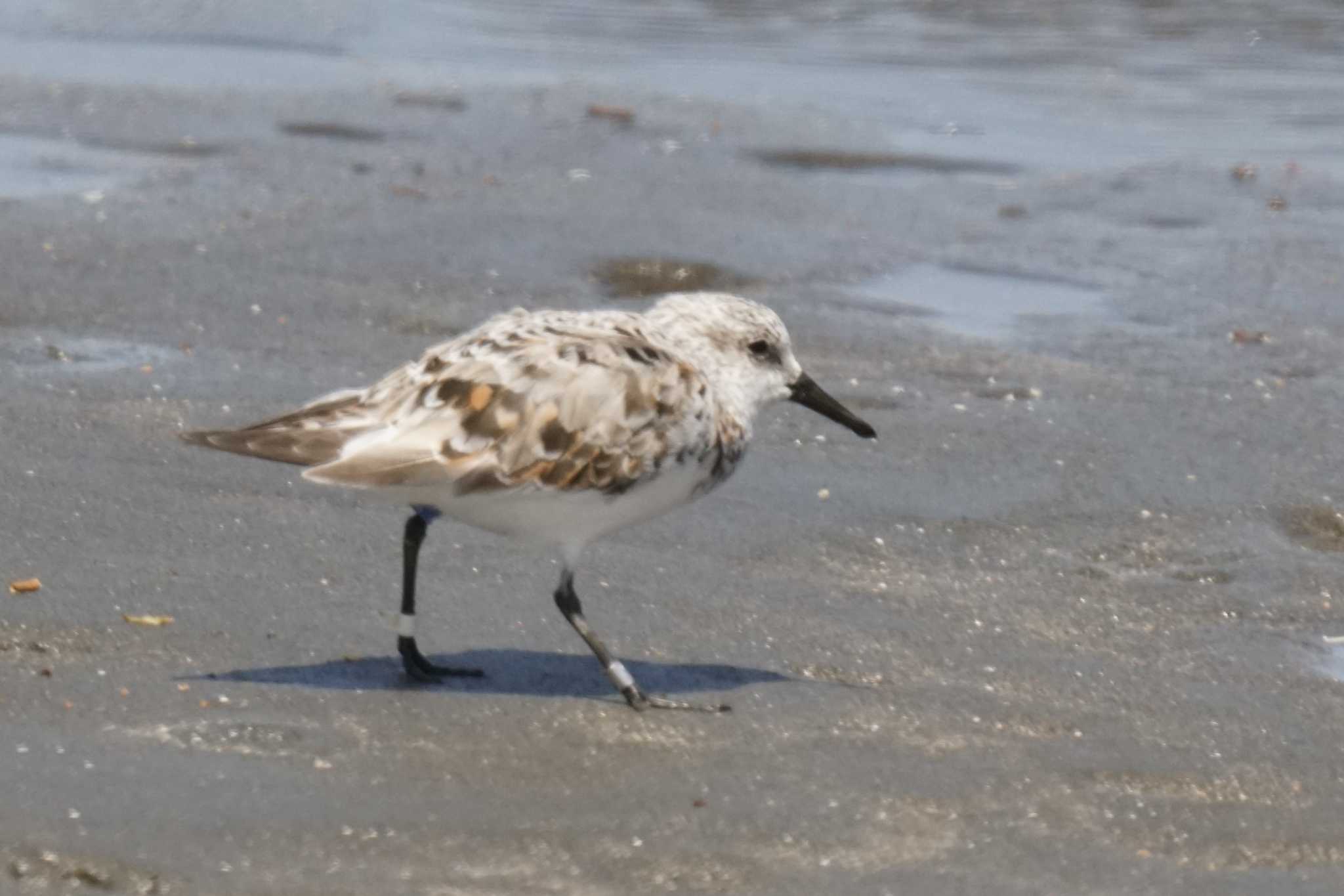 Photo of Sanderling at Sambanze Tideland by sinbesax