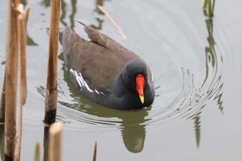 Common Moorhen 夙川河川敷緑地(夙川公園) Sun, 3/17/2024