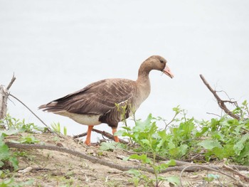 Greater White-fronted Goose 淀川河川公園 Mon, 4/8/2024