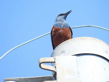 Blue Rock Thrush 淀川河川公園 Wed, 4/10/2024