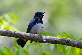 Blue-and-white Flycatcher 日向渓谷 Fri, 4/19/2024