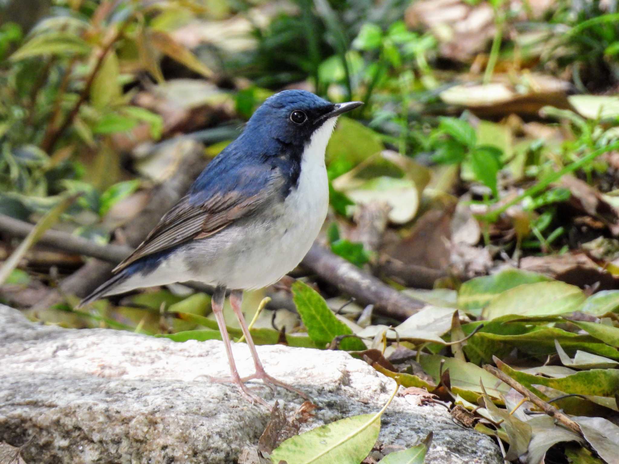 Photo of Siberian Blue Robin at Osaka castle park by samasama3