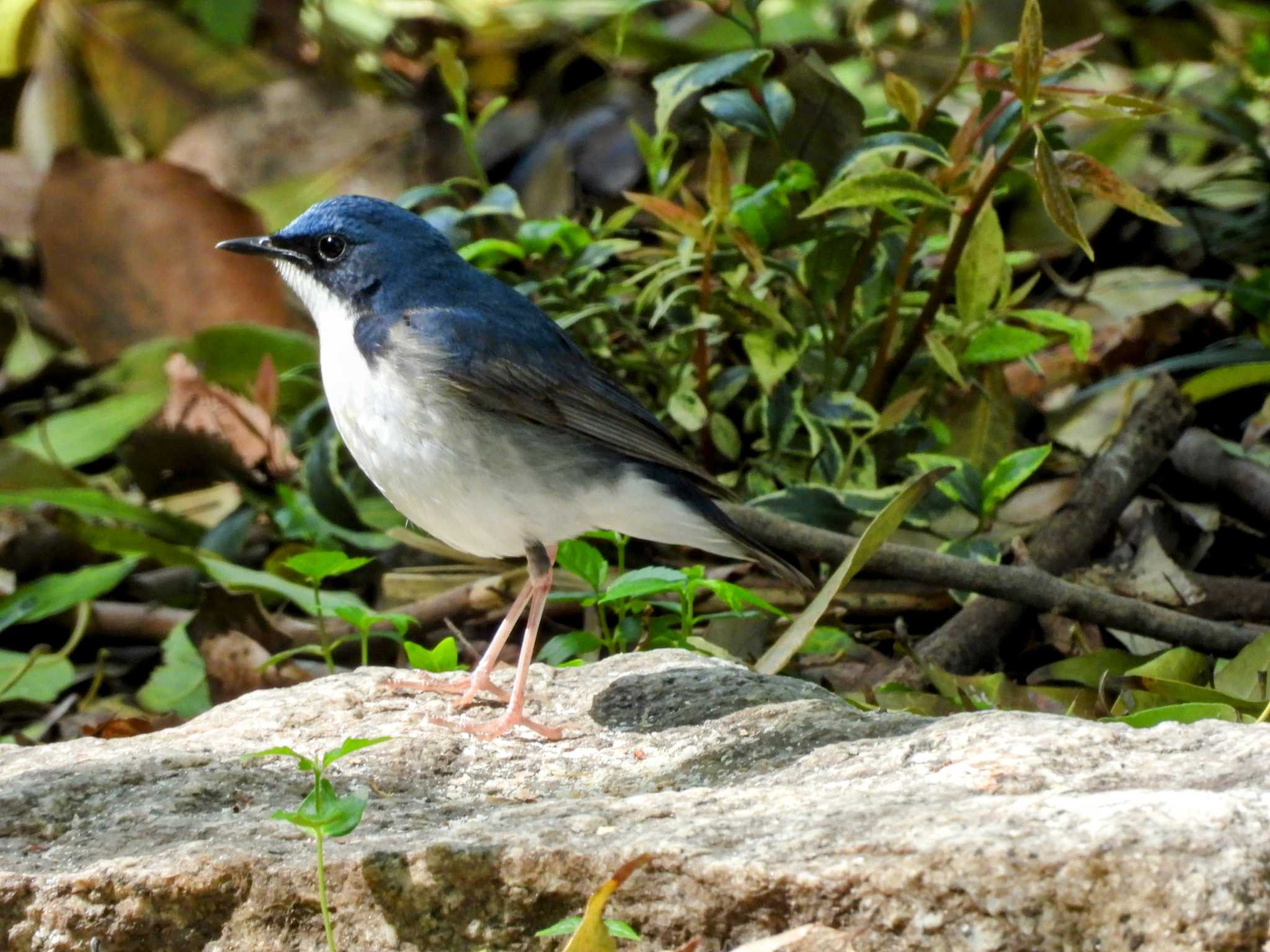 Photo of Siberian Blue Robin at Osaka castle park by samasama3