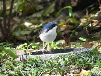 Siberian Blue Robin Osaka castle park Fri, 4/19/2024