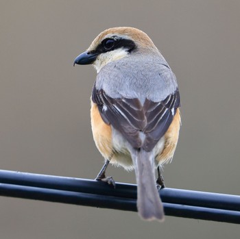 Bull-headed Shrike 岩手県 Thu, 4/18/2024