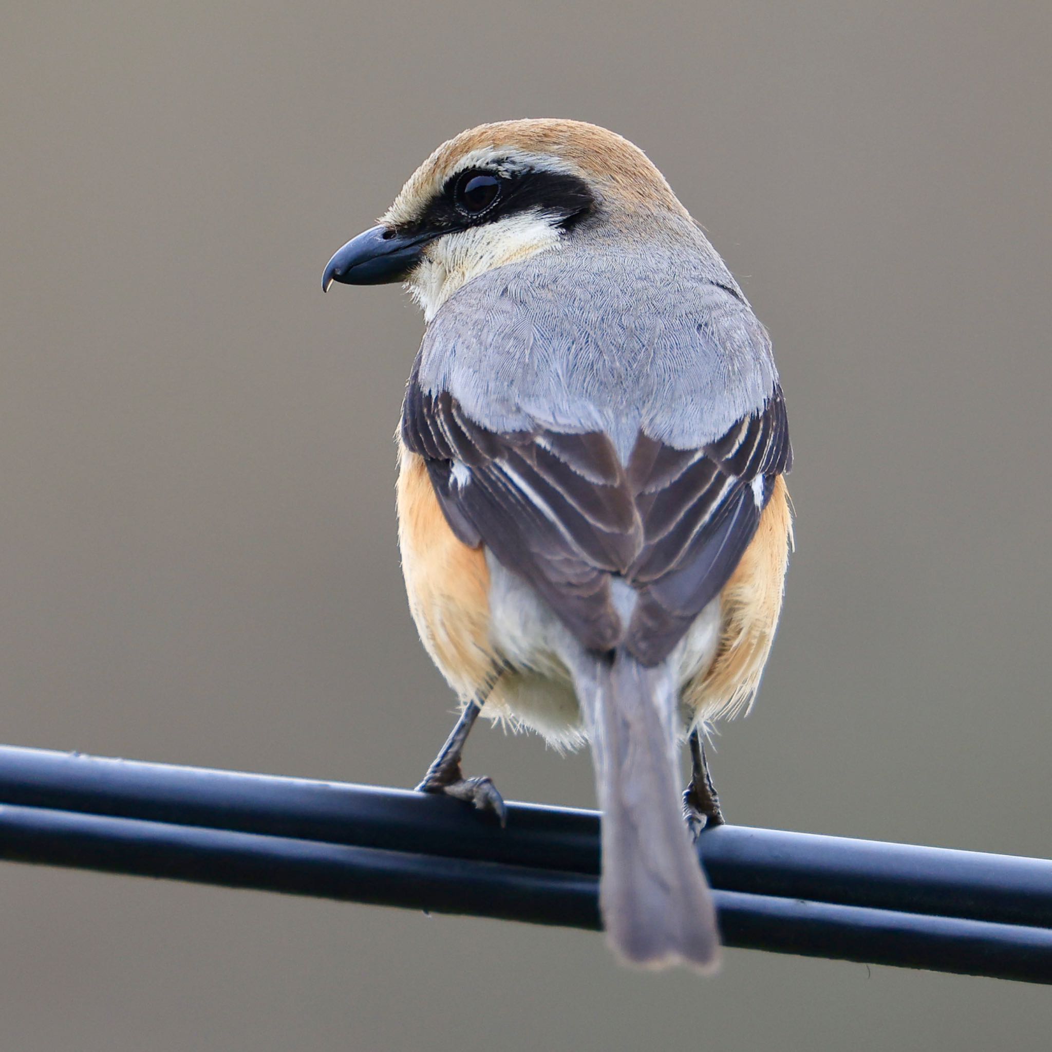 Photo of Bull-headed Shrike at 岩手県 by ハゲマシコ