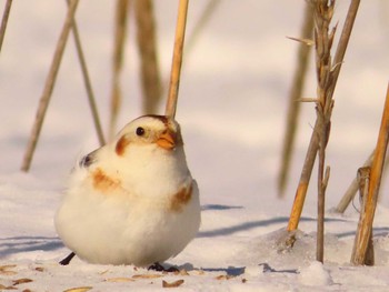 Snow Bunting 鵡川河口 Sun, 1/28/2024