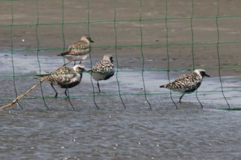 Grey Plover Sambanze Tideland Fri, 4/19/2024