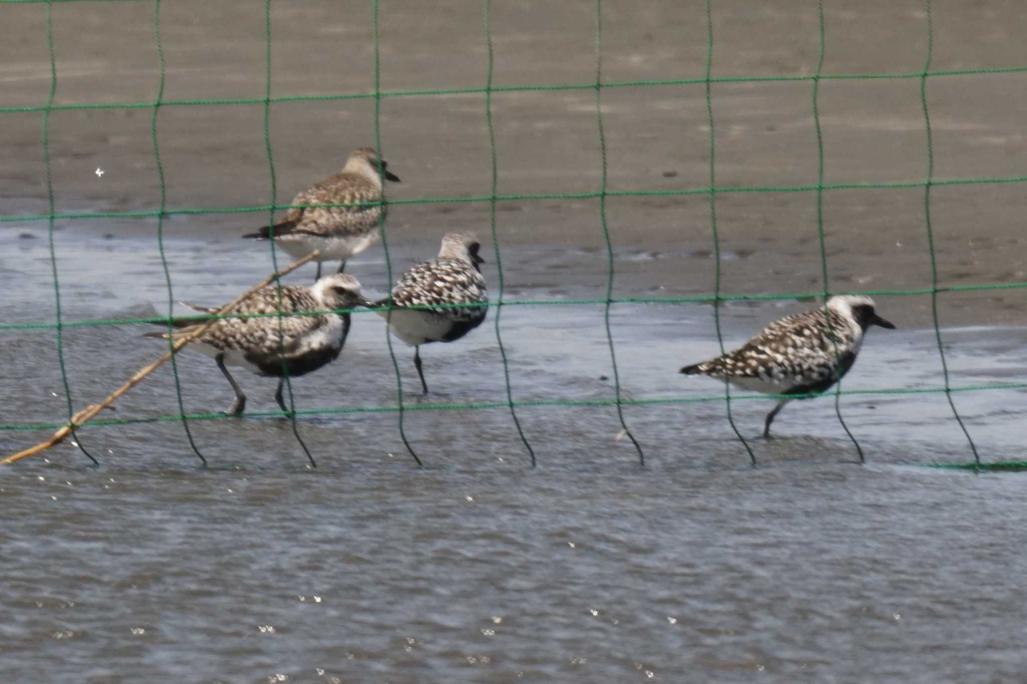 Photo of Grey Plover at Sambanze Tideland by sinbesax