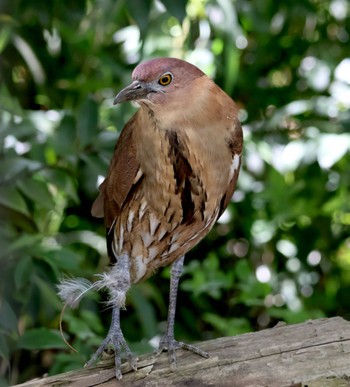 Japanese Night Heron Ukima Park Fri, 4/19/2024