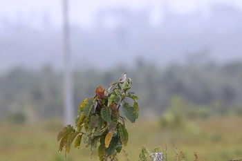 Striated Grassbird Bislig Old Airport(PHILIPPINE) Sat, 3/17/2018